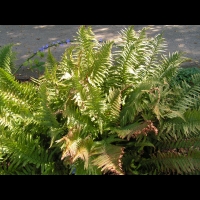 Fougere - Dryopteris Affinis subsp Cambrensis (fam Dryopteridacees) (Europe, Asie) (1)